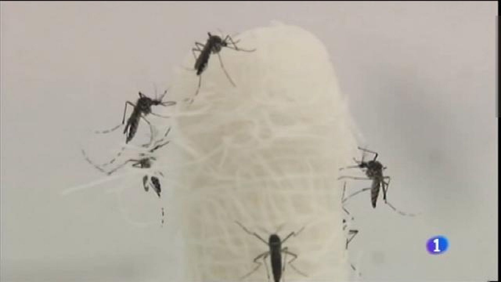 Acció conjunta contra el virus zika
