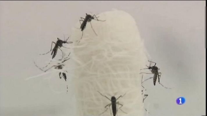 Informatiu Balear - Acció conjunta contra el virus zika