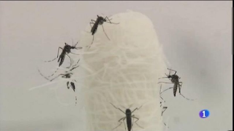 Acció conjunta contra el virus zika
