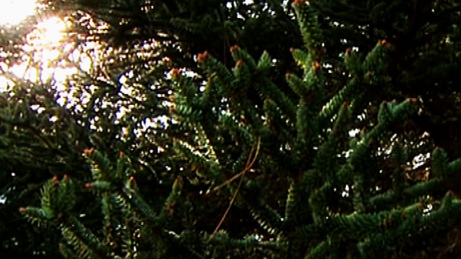 ¿Qué es un pinsapar?