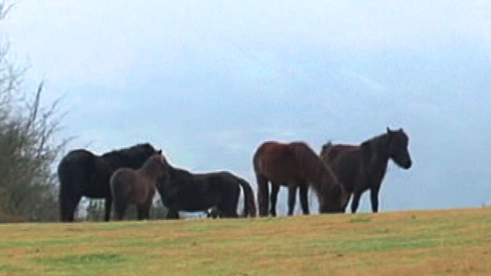 En busca de asturcones