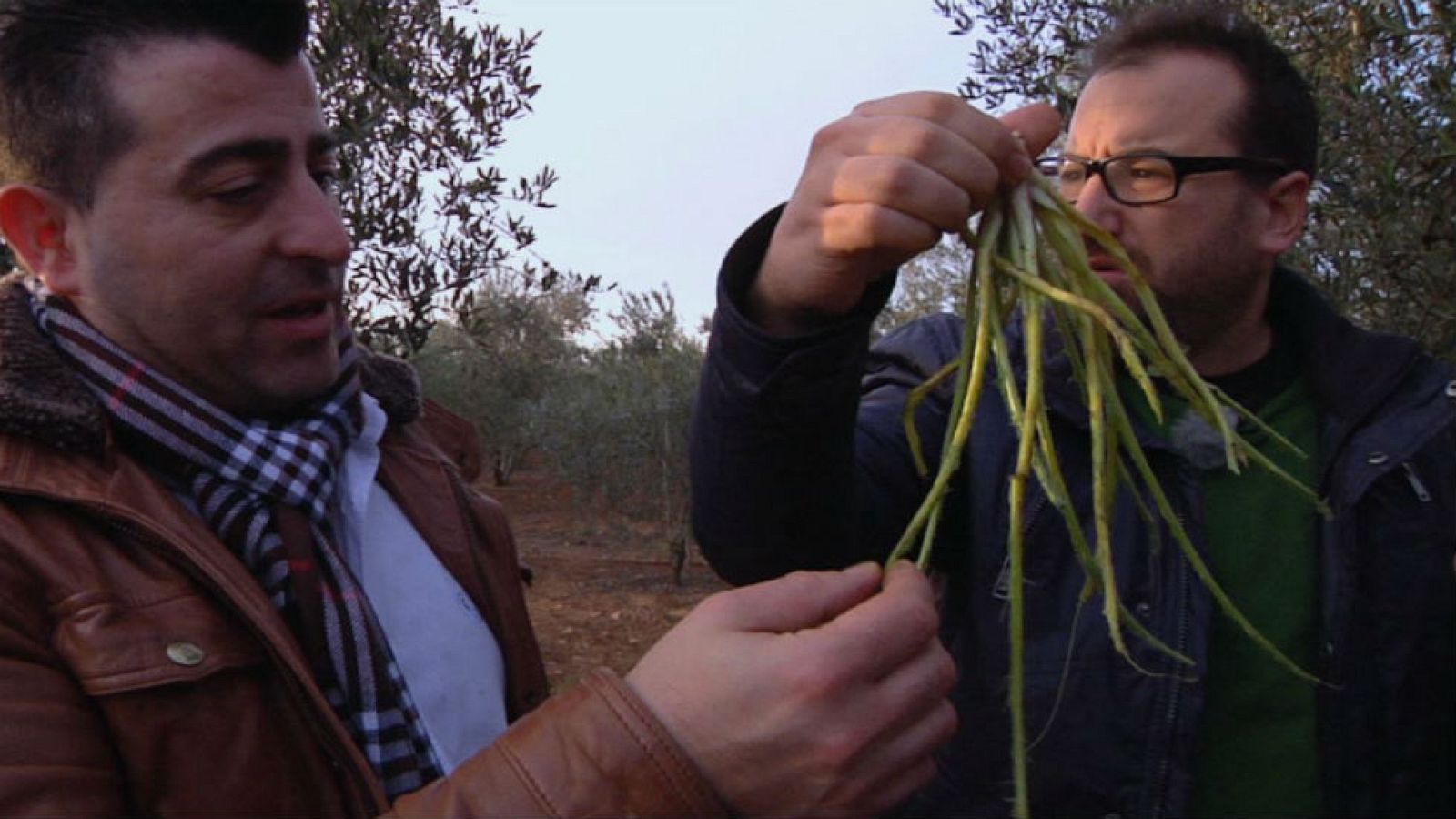 El pulpo de la tierra