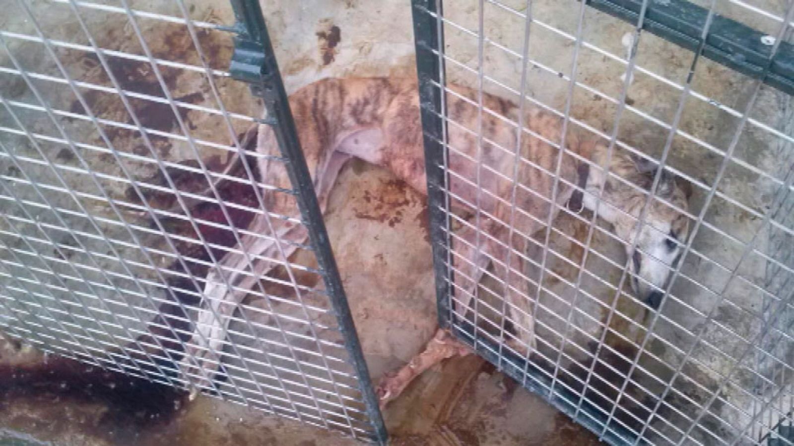 La Guardia Civil investiga el asalto a un refugio canino en Sevilla