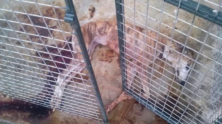 Telediario 1 - La Guardia Civil investiga el asalto a un refugio canino