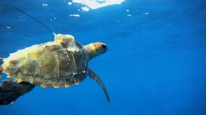 La aventura del Saber - La aventura del saber - 01/02/16