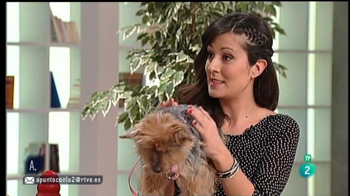 A punto con La 2 - ¿Pueden padecer Alzheimer los perros?