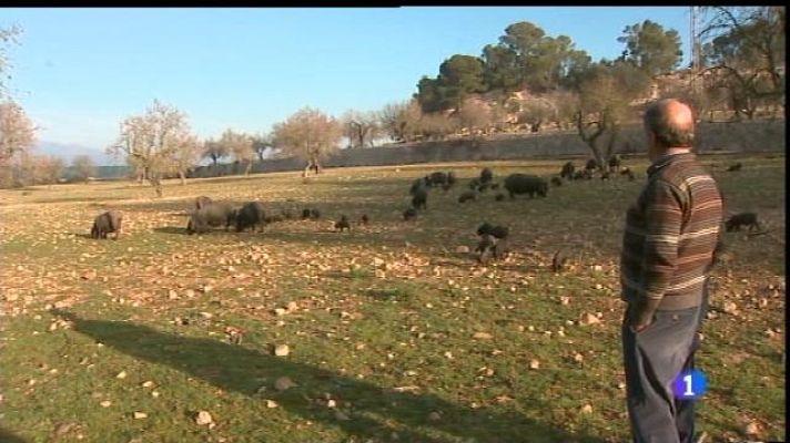 Informatiu Balear - La sequera posa en perill les explotacions ramaderes