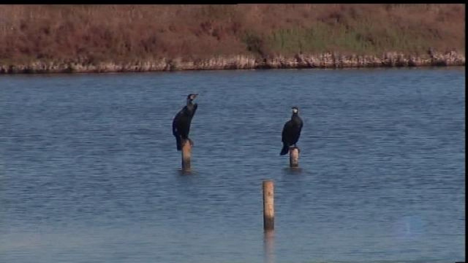 La sequera provoca un descens important d'aus aquàtiques a l'Albufera de Mallorca