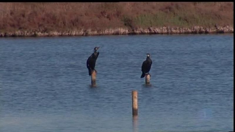 La sequera provoca un descens important d'aus aquàtiques a l'Albufera de Mallorca