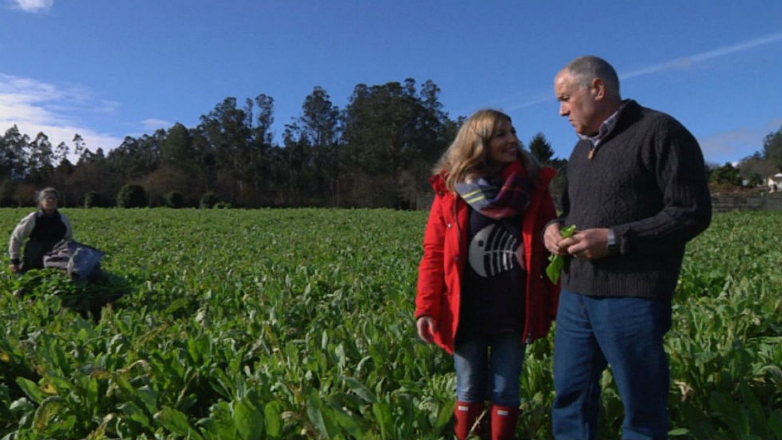 Grelos, en el momento justo