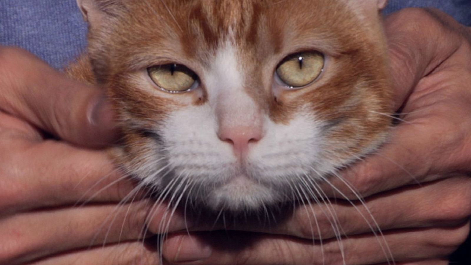 Gatitos que buscan un hogar