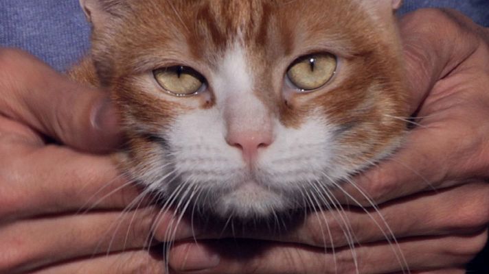 Aquí la Tierra - Gatitos que buscan un hogar