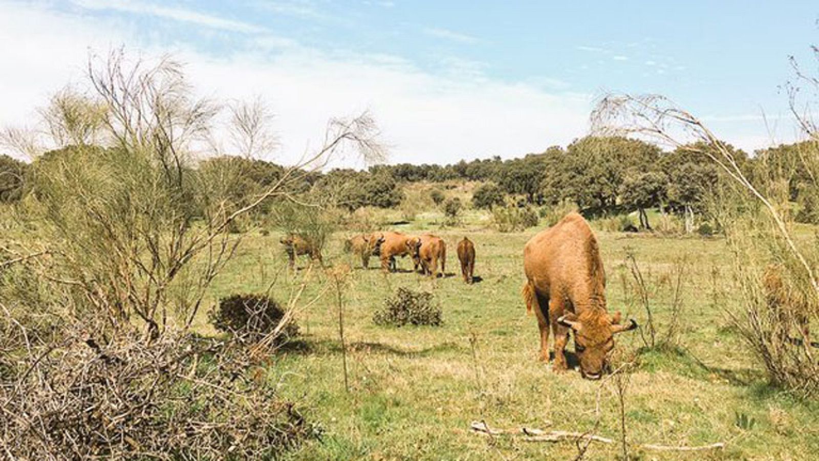 Bisontes en Extremadura