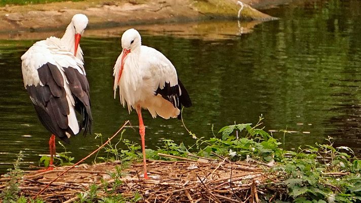Telediario 1 - Malpartida de Cáceres lucha por las cigüeñas