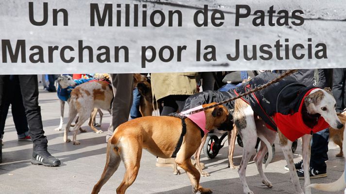 Telediario 1 - Numerosas ONG piden una ley estatal de protección animal