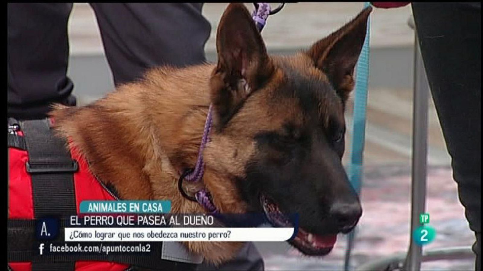 A punto con La 2 - Animales en casa - Enseñar a que los perros obedezcan a la correa