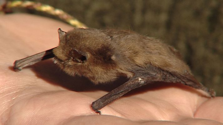 Telediario 1 - La UCM plantea usar murciélagos para controlar la plaga de mosquitos que transmiten el Zika