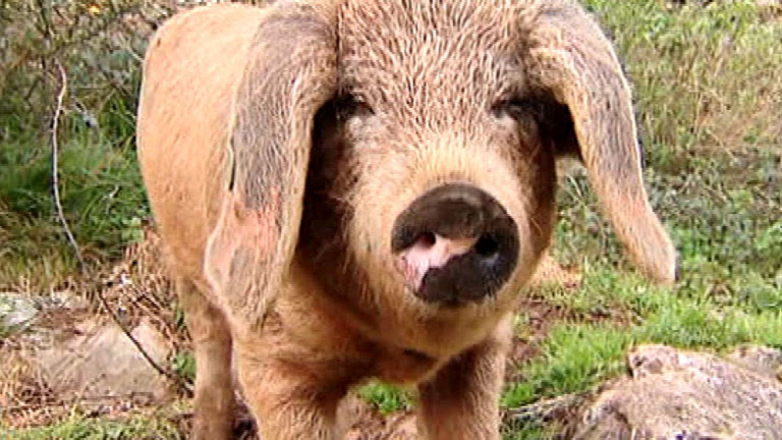 El gochu, un cerdo muy apreciado