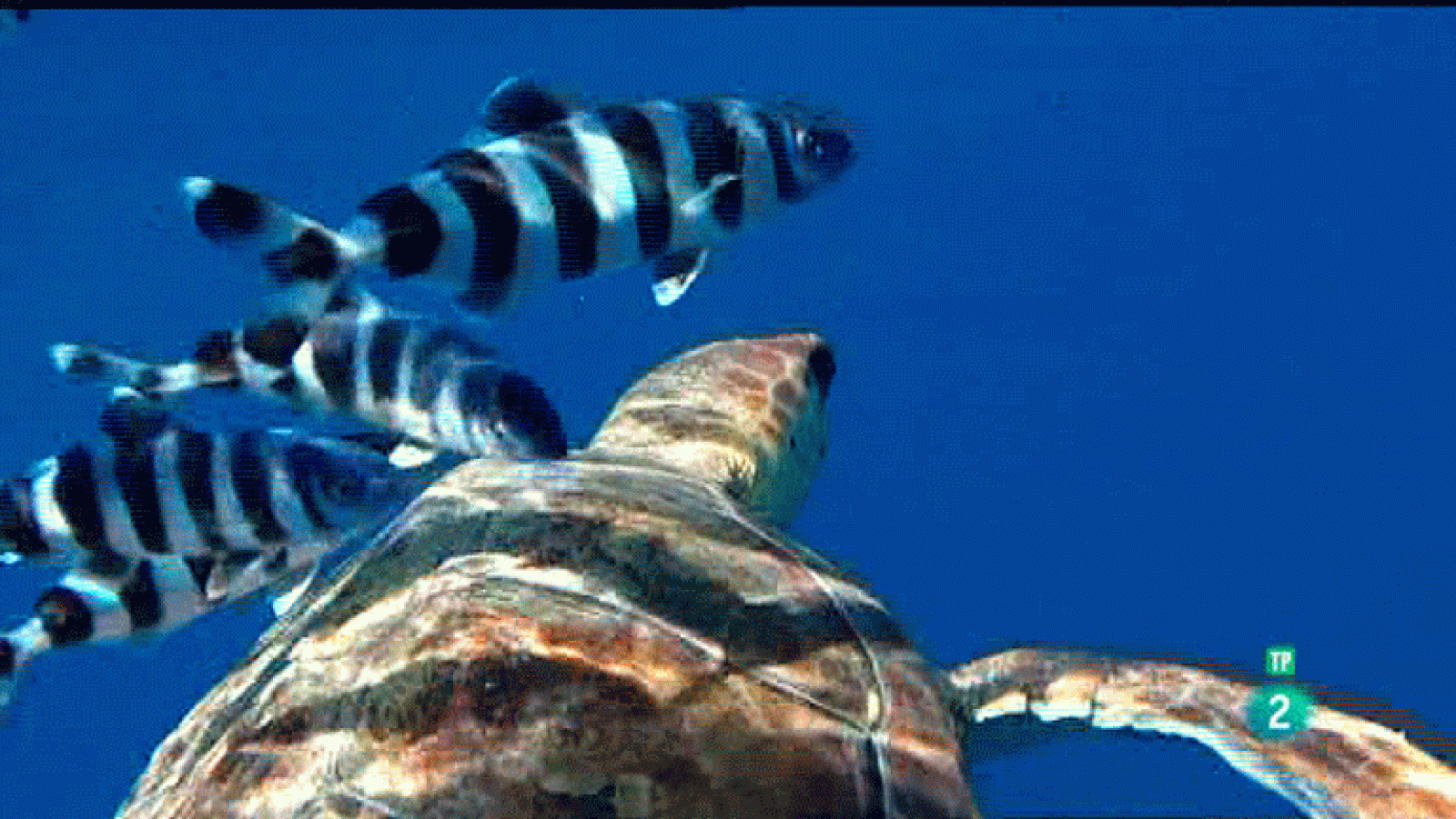 La Aventura del Saber. Alnitak