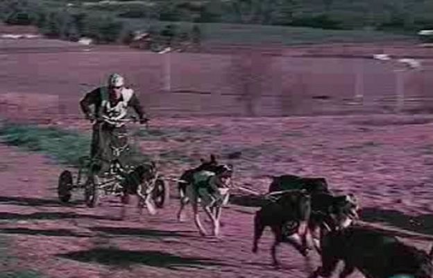 La 2 Noticias - Campeonato de España de 'Mushing'