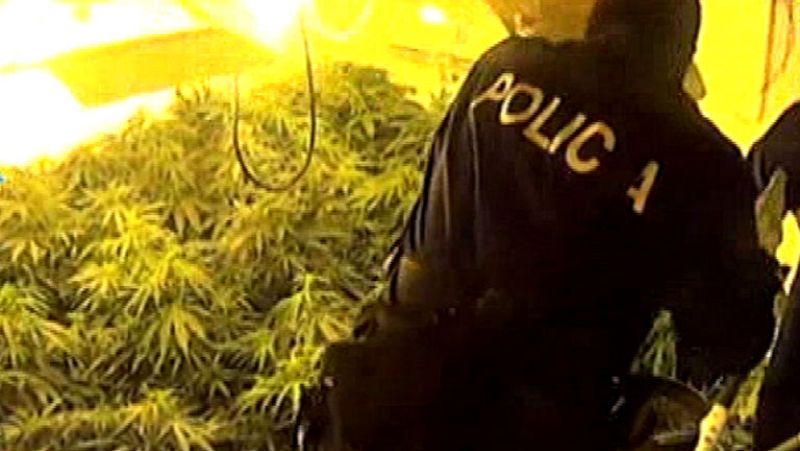 España Directo- La marihuana, un negocio en auge