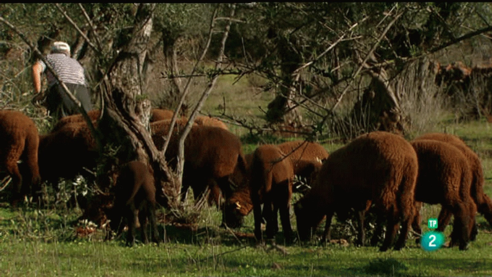 La Aventura del Saber. Laneras Merineando y Dehesalana