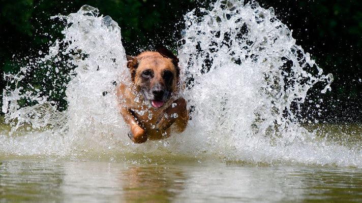 Telediario 1 - Claus, un pastor Belga que forma parte de la Guardia Civil