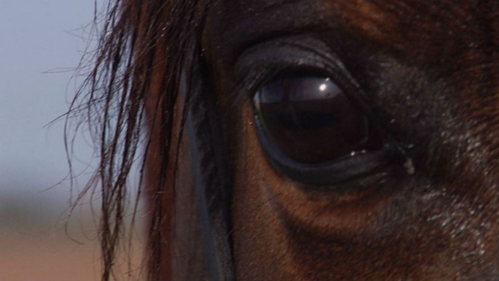 Caballos de concurso de belleza