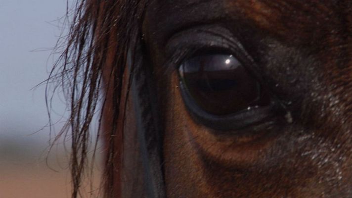 Aquí la Tierra - Caballos de concurso de belleza