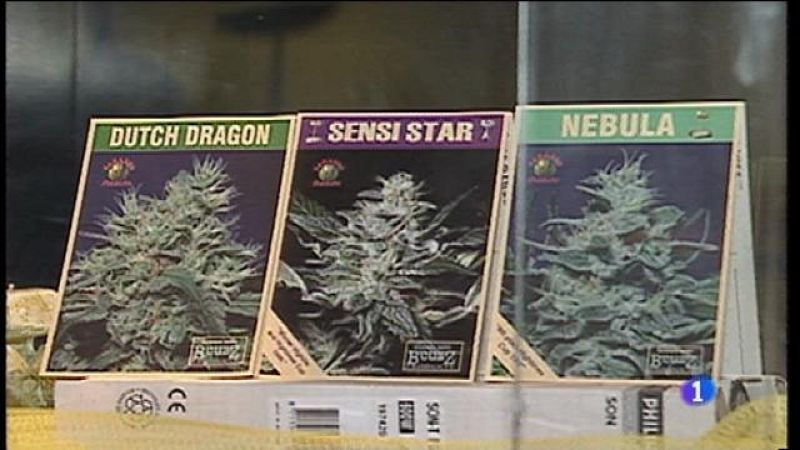 Obrin el debat per a regular l'ús terapèutic del cànnabis