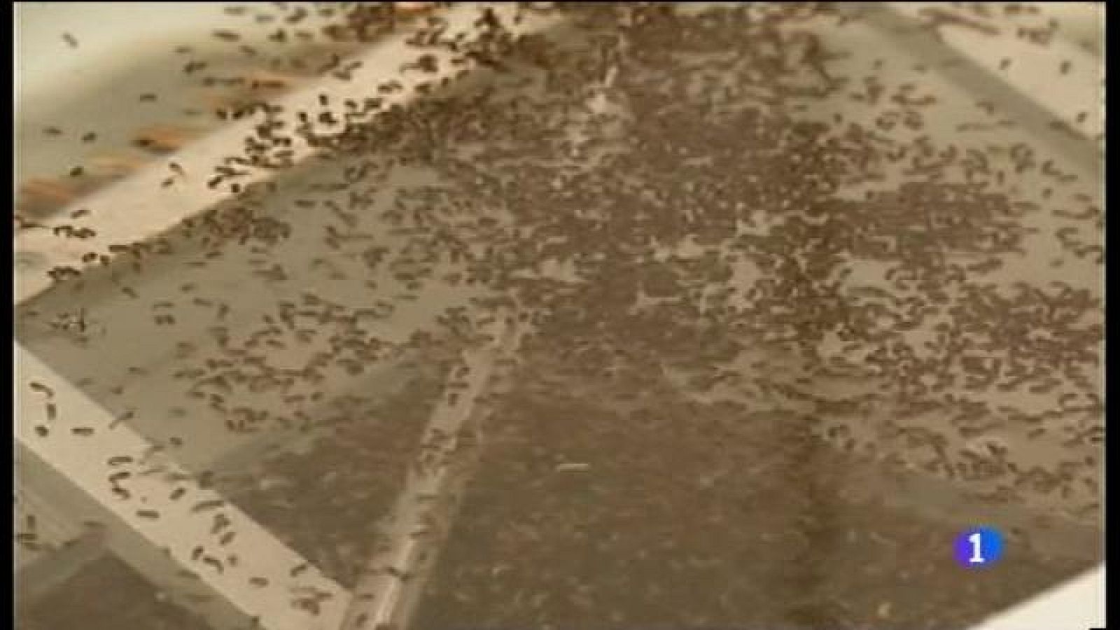 Demanen un pla integral contra el moscard tigre