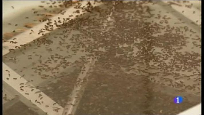 Informatiu Balear - Demanen un pla integral contra el moscard tigre