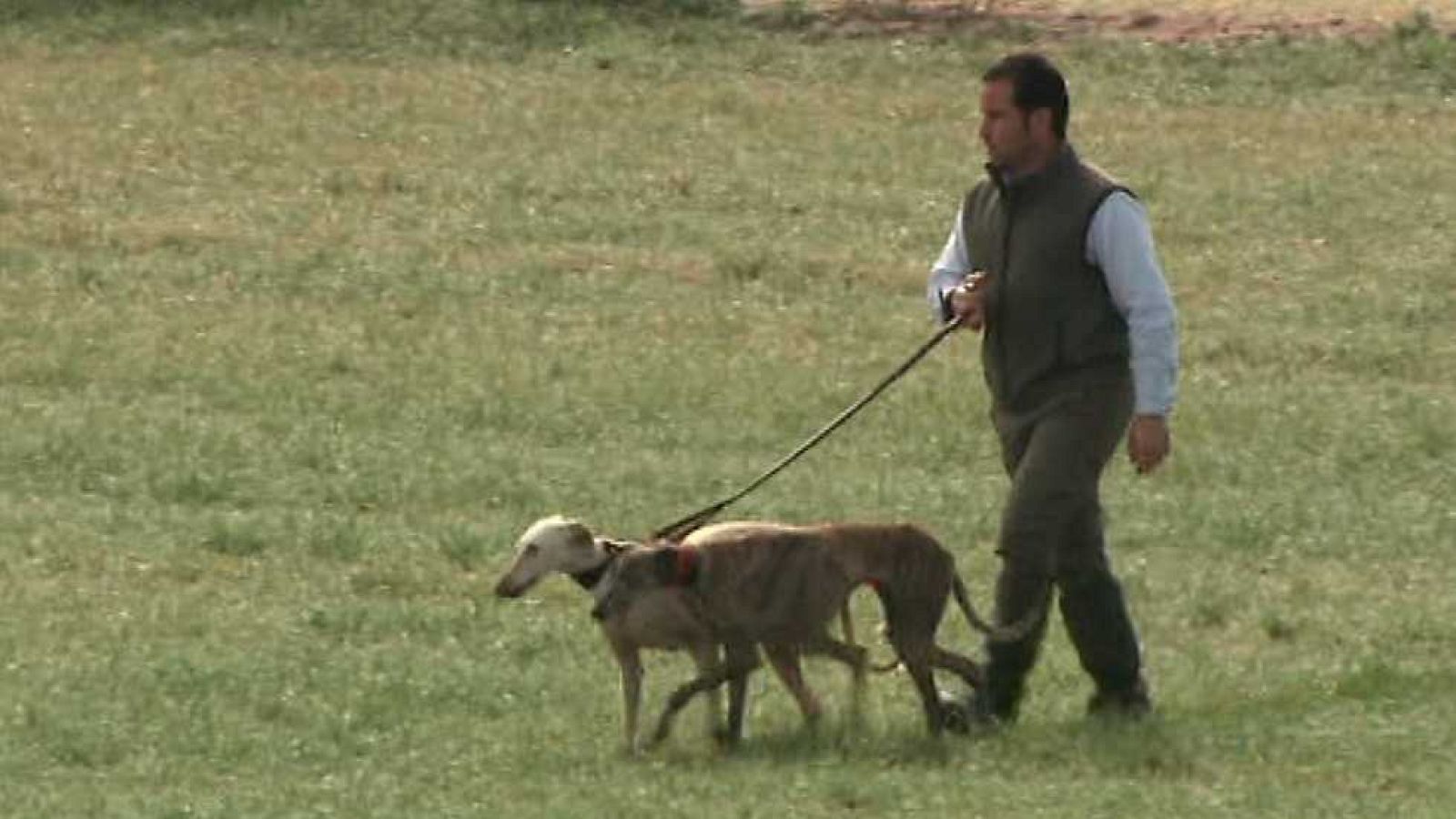 Jara y sedal - Final Campeonato de España de galgos 2016 - Ver ahora