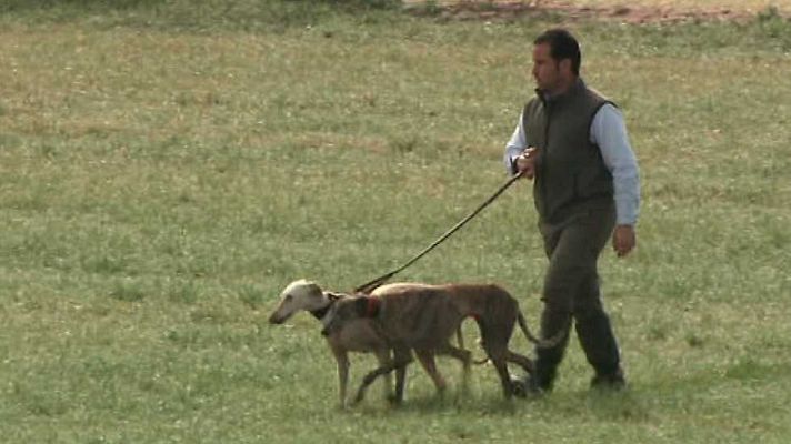 Jara y sedal - Final Campeonato de España de galgos 2016