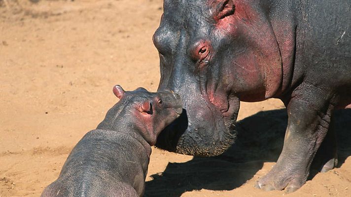 Grandes documentales - Mamás del reino animal: Crecer