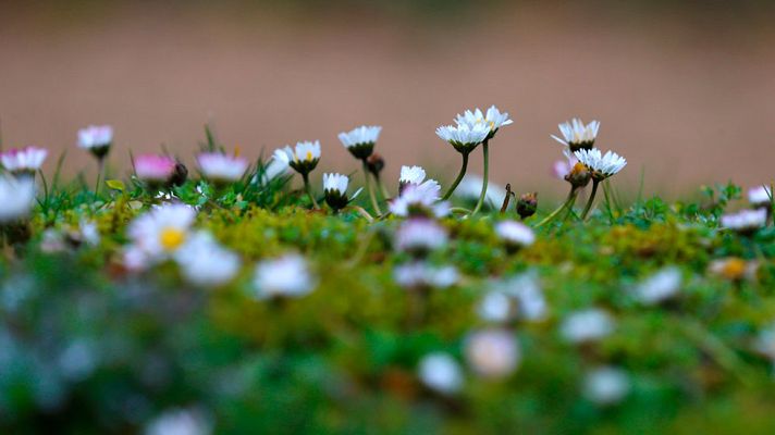 El tiempo - Intervalos nubosos, tendiendo a poco nuboso a lo largo del día