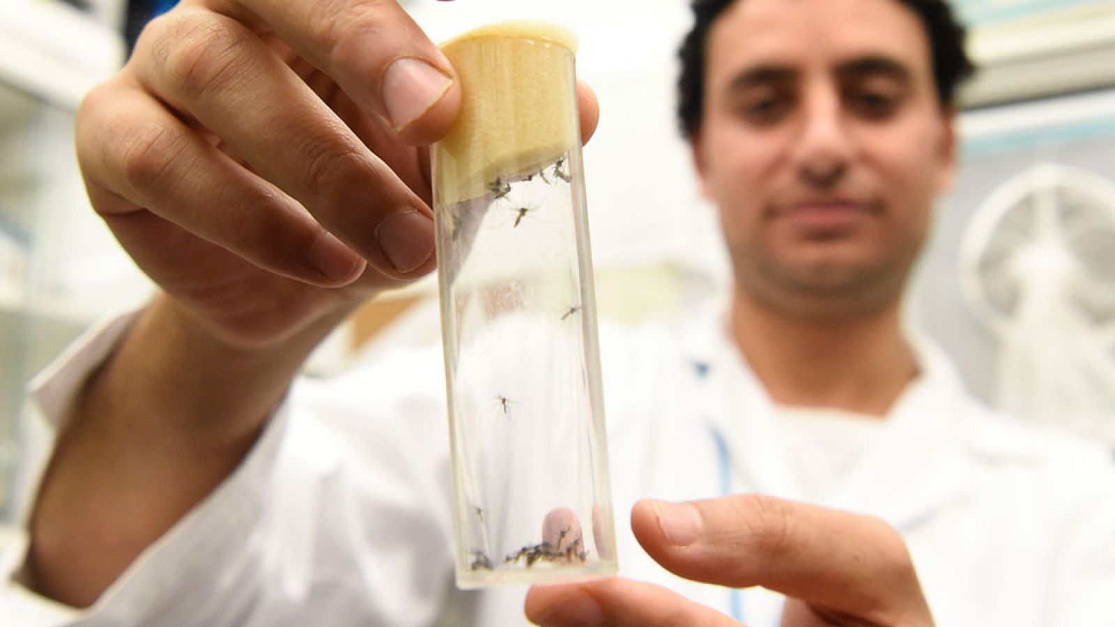 La Agencia Internacional para la Energía Atómica se suma a la lucha contra el zika