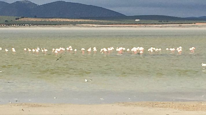 España Directo - Los flamencos ya se ven en Fuente de Piedra