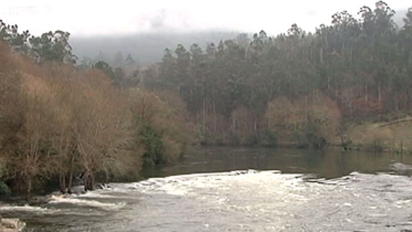 Arranca la temporada de lamprea