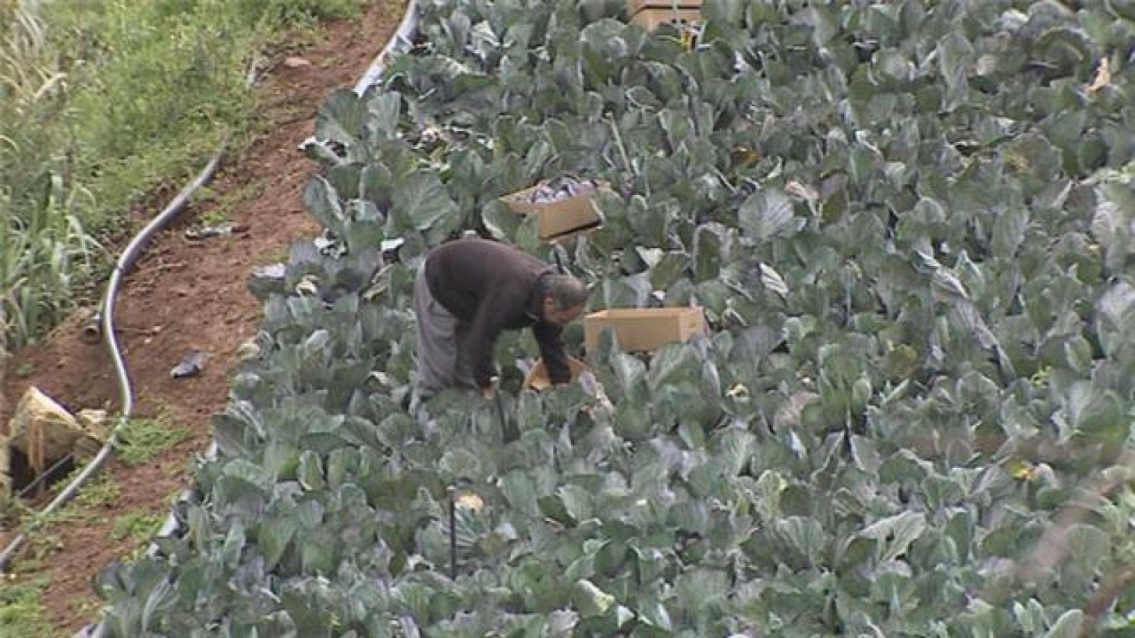 Canarias en 2' - 23/02/2016