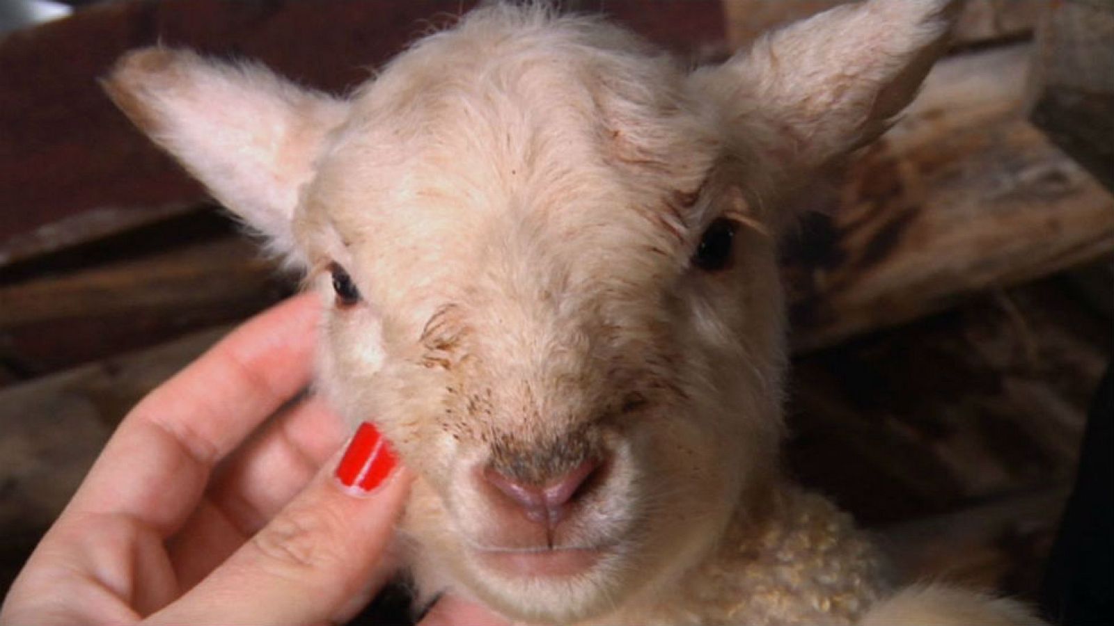 ¿Cómo se llevan las ovejas con la nieve?