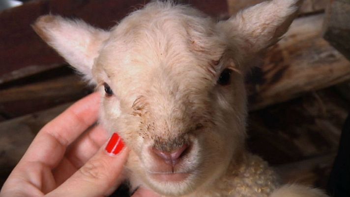 Aquí la Tierra - ¿Cómo se llevan las ovejas con la nieve?
