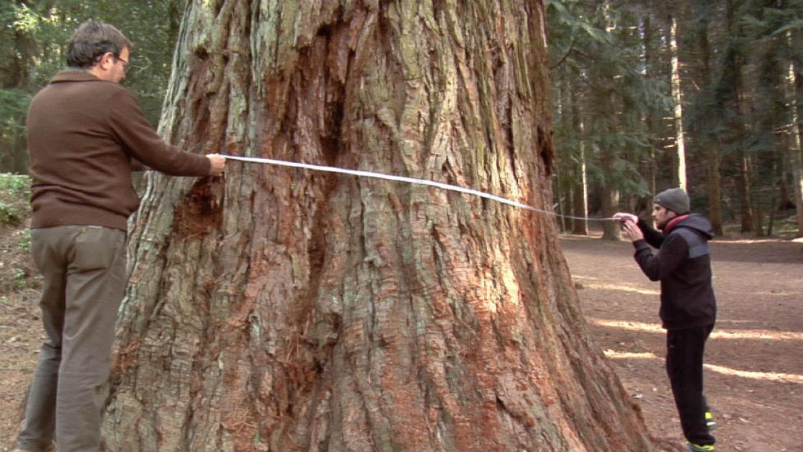 El mayor ser vivo del planeta
