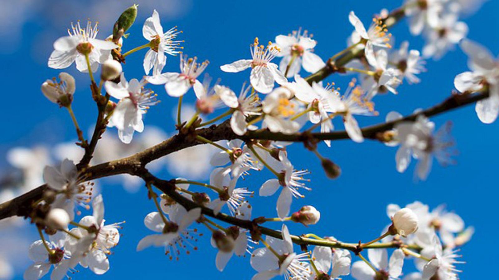 Suben las temperaturas en todo el país con nubes en el este y Galicia