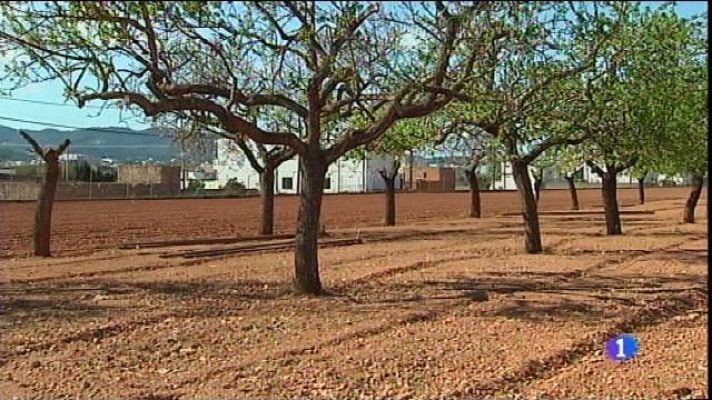 Informatiu Balear - Perduda la collita de farratge d'Eivissa