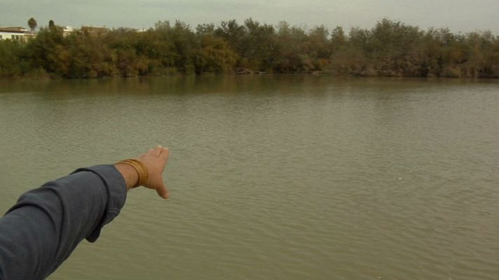 Aquí la Tierra - Cormoranes, máquinas perfectas