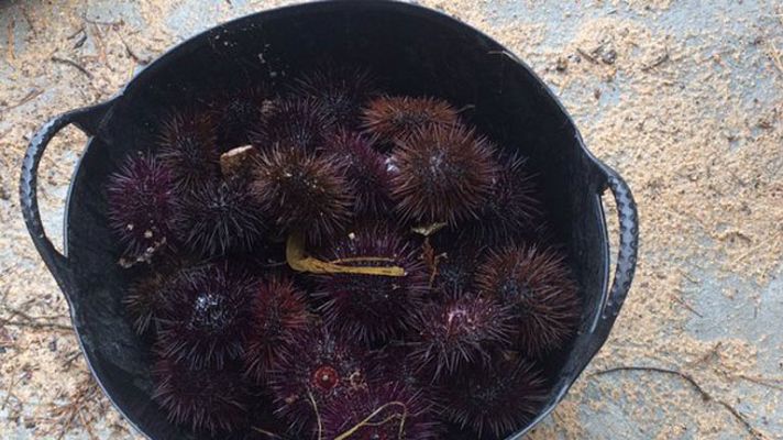 España Directo - Temporada de erizos de mar