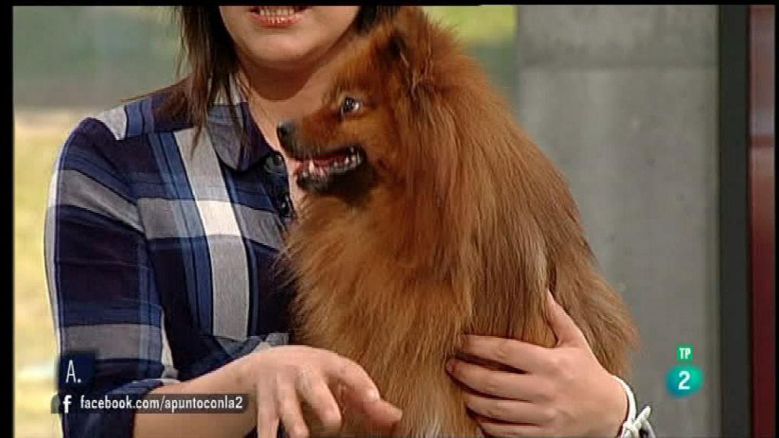 A punto con La 2 - Animales en casa - ¿Por qué un perro adulto orina en casa?