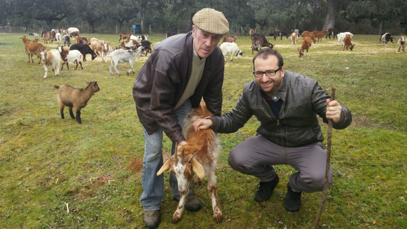 Cabras fuera de lo común