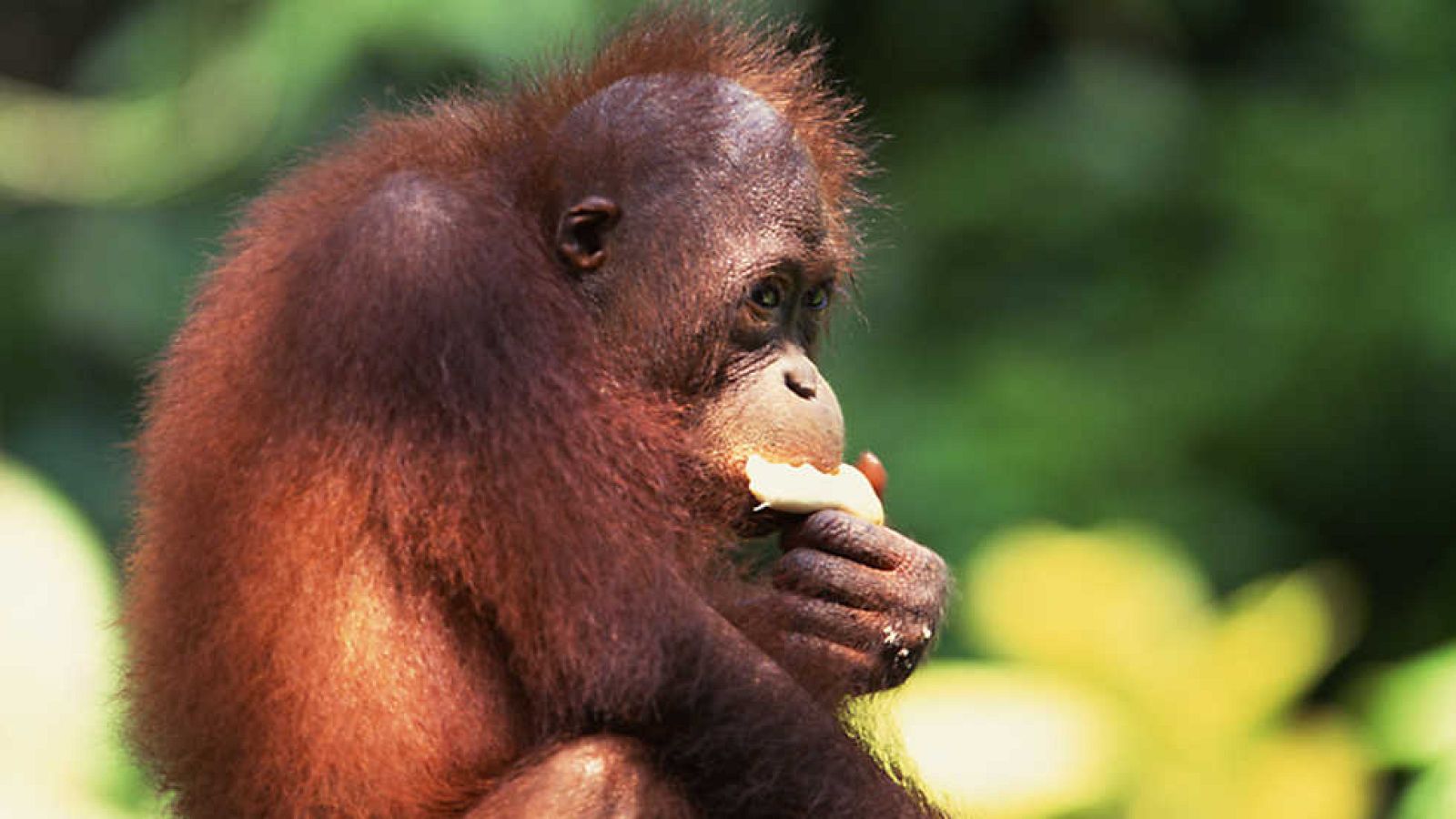 Grandes documentales - Descubriendo a los monos: El diseño primordial - Ver ahora